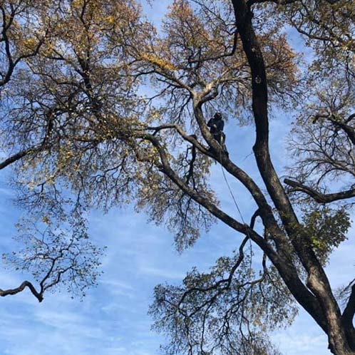 A man is climbing a tree with a rope.