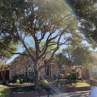 A house with a large tree in front of it
