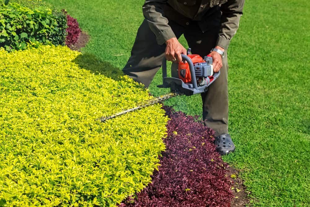 A Gardener Uses a Gas-powered Hedge Trimmer — Tuggerah Outdoor Power in Tuggerah, NSW