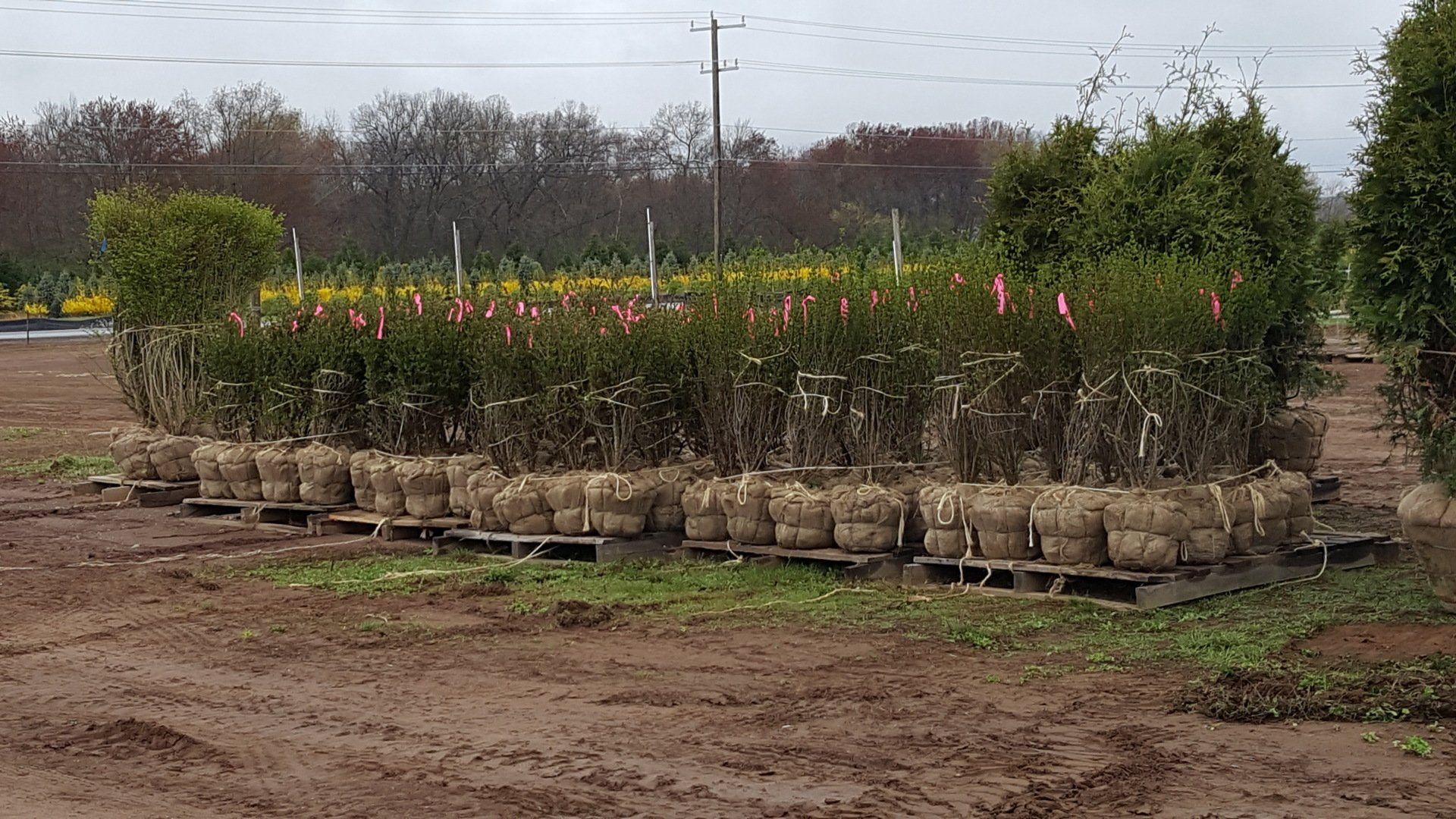 Numerous trees on palettes with a burlap covering.