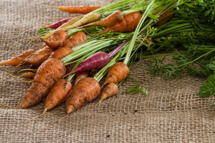 Pile of carrots, turnips and vegetables unwrapped from burlap