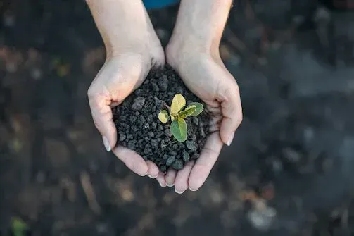 A person is holding a small plant in their hands.