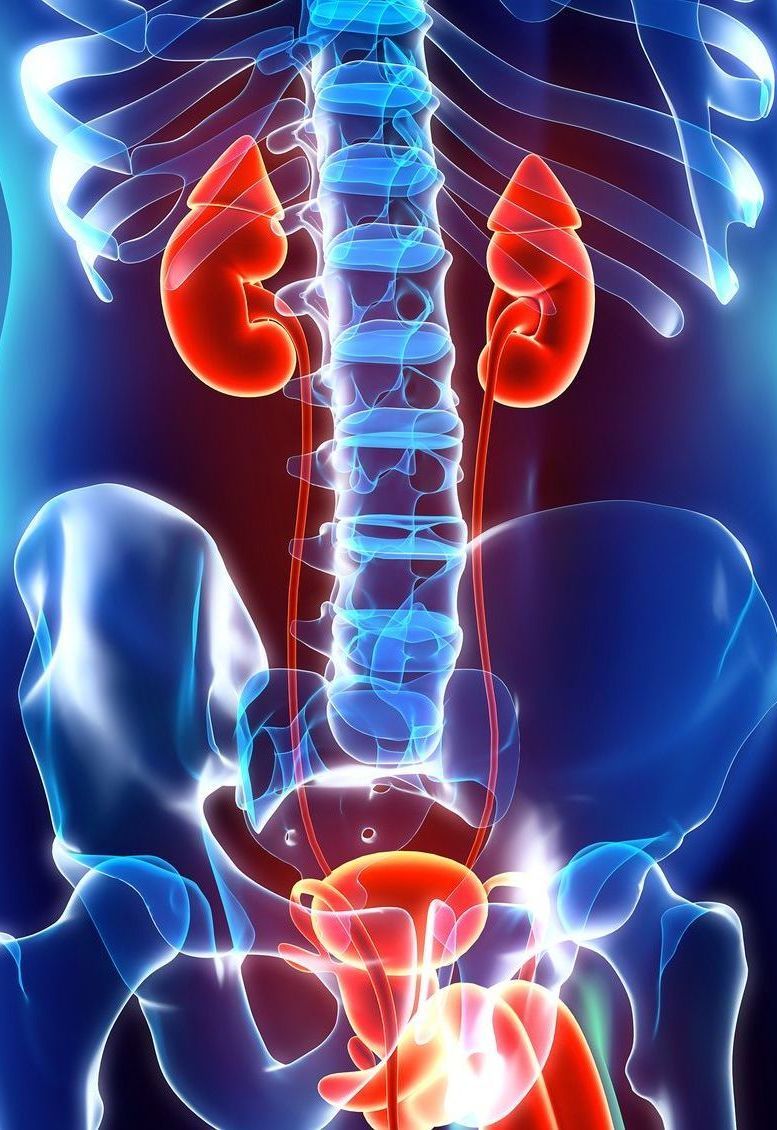 Illustrazione reni sistema urinario - Urologia Andrologia Brembate Bergamo