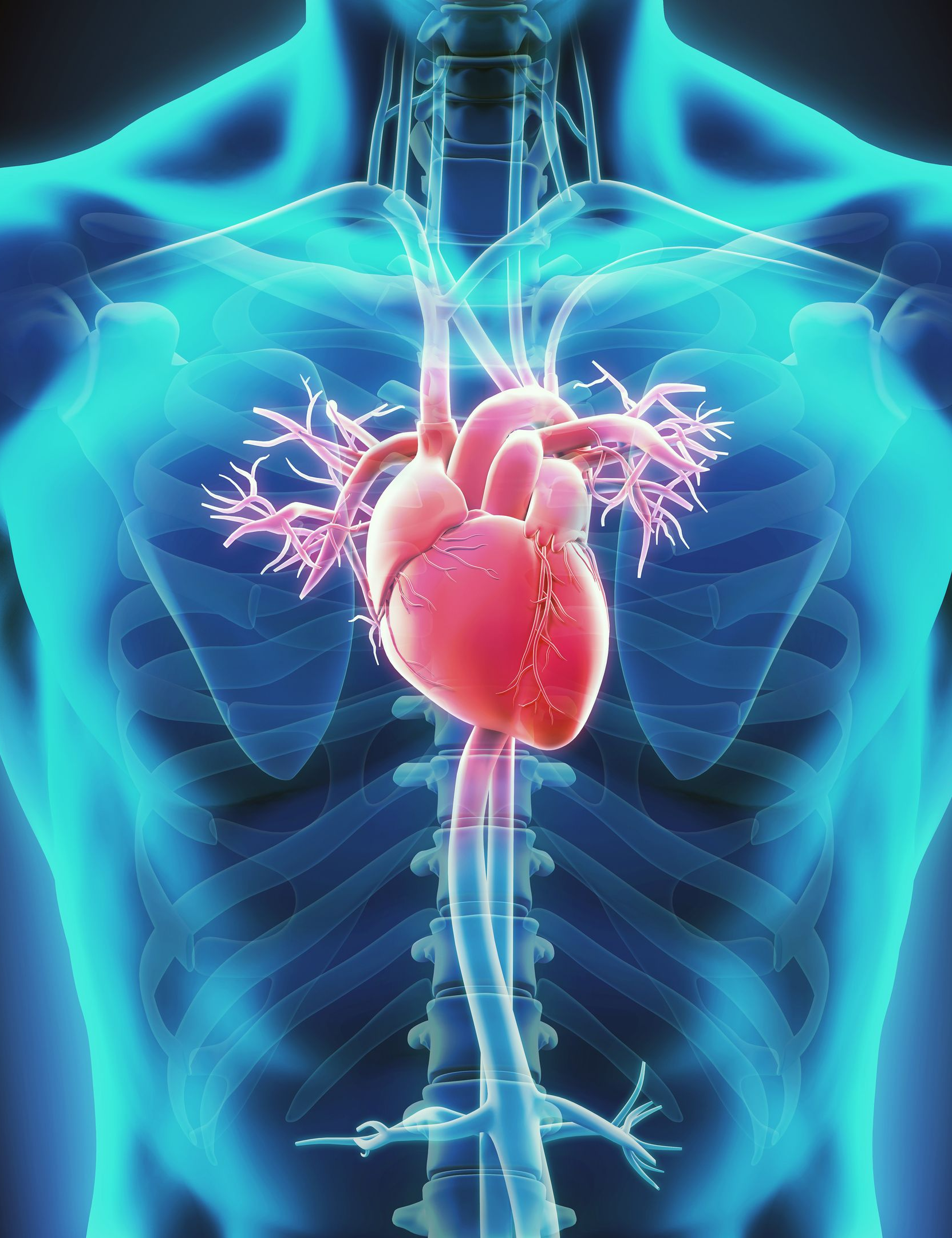 Illustrazione cuore digitale con ECG - Cardiologia Poliambulatorio Minervini Bruno Brembate