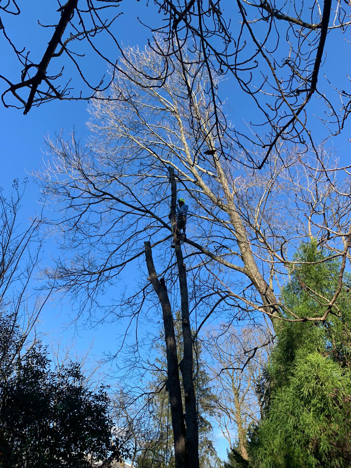 Tree Trimming | Pruning | Havertown, PA | Jones Tree Service