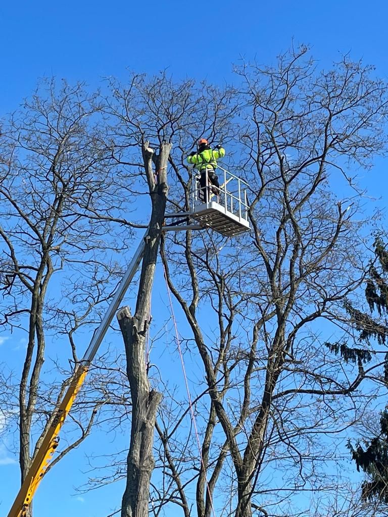 View Our Gallery | Havertown, PA | Jones Tree Services