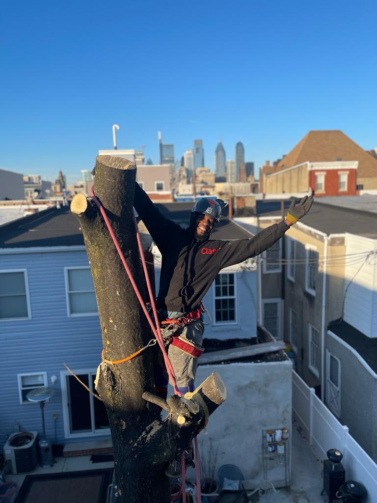 Tree Trimming | Pruning | Havertown, PA | Jones Tree Service