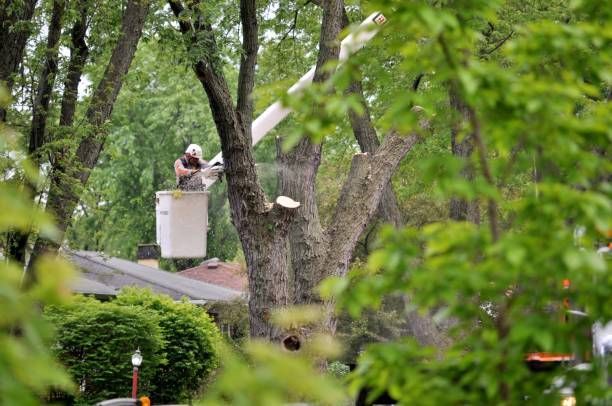 licensed arborist in belleville, il