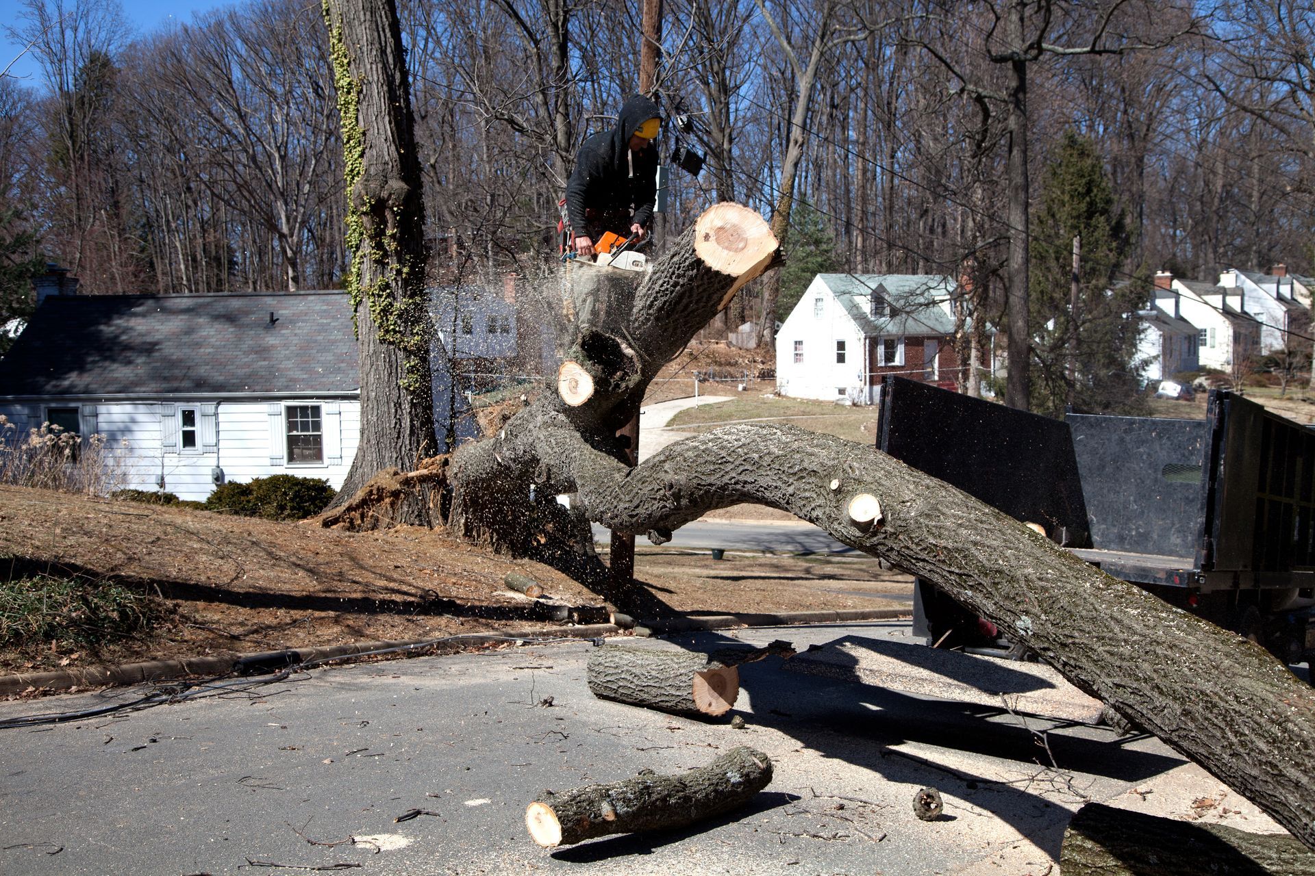 A man is cutting down a tree with a chainsaw.