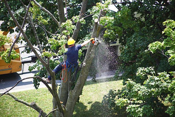 tree service pro trimming tree in belleville, il