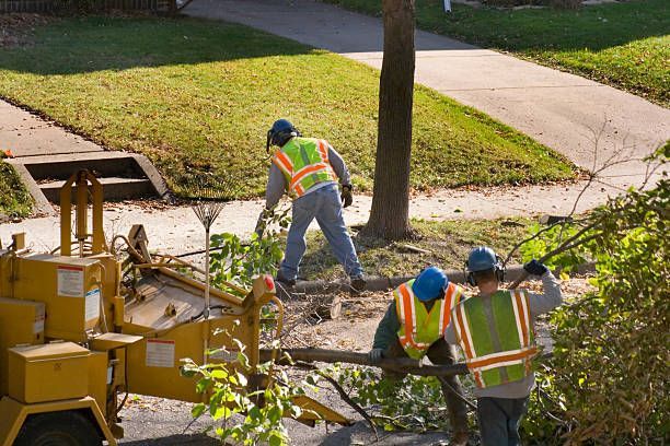 tree service pro cleaning tree limbs in belleville, il