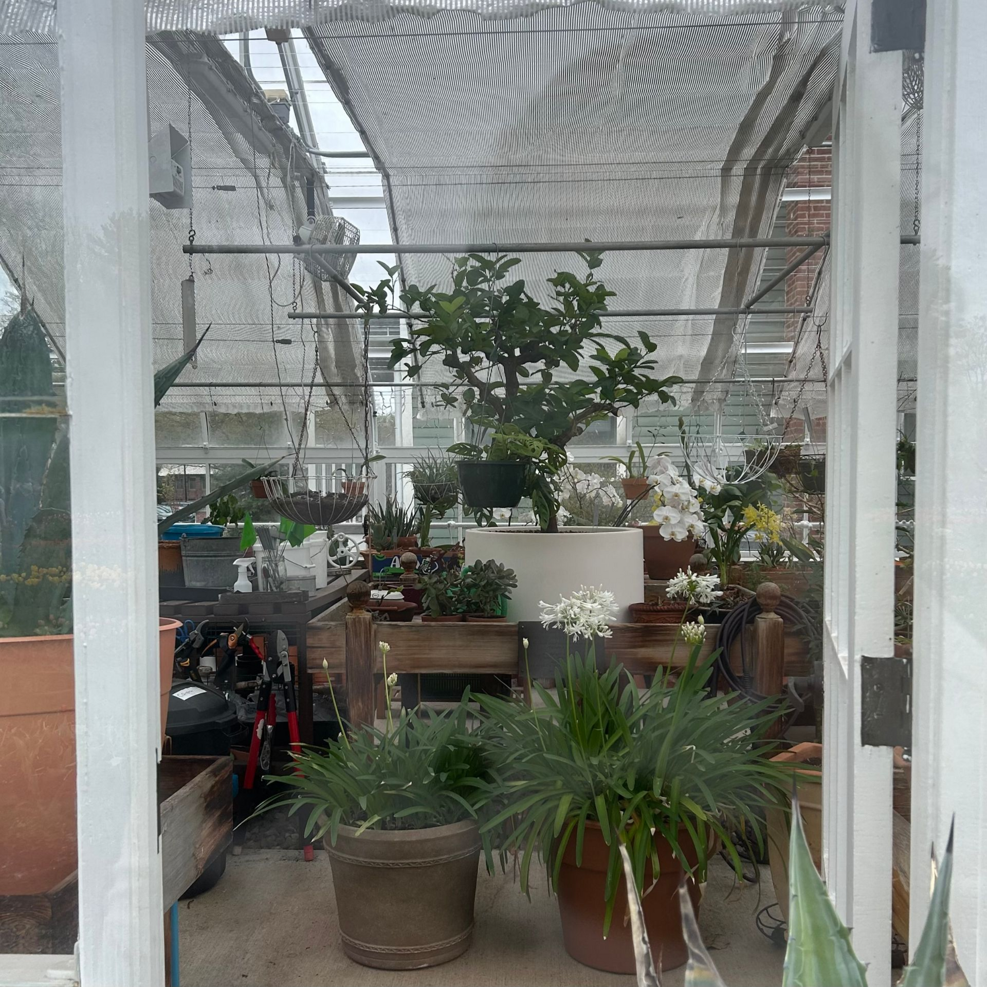 Greenhouse with agave, fruit trees, and misc. plants at Elizabeth park in West Hartford
