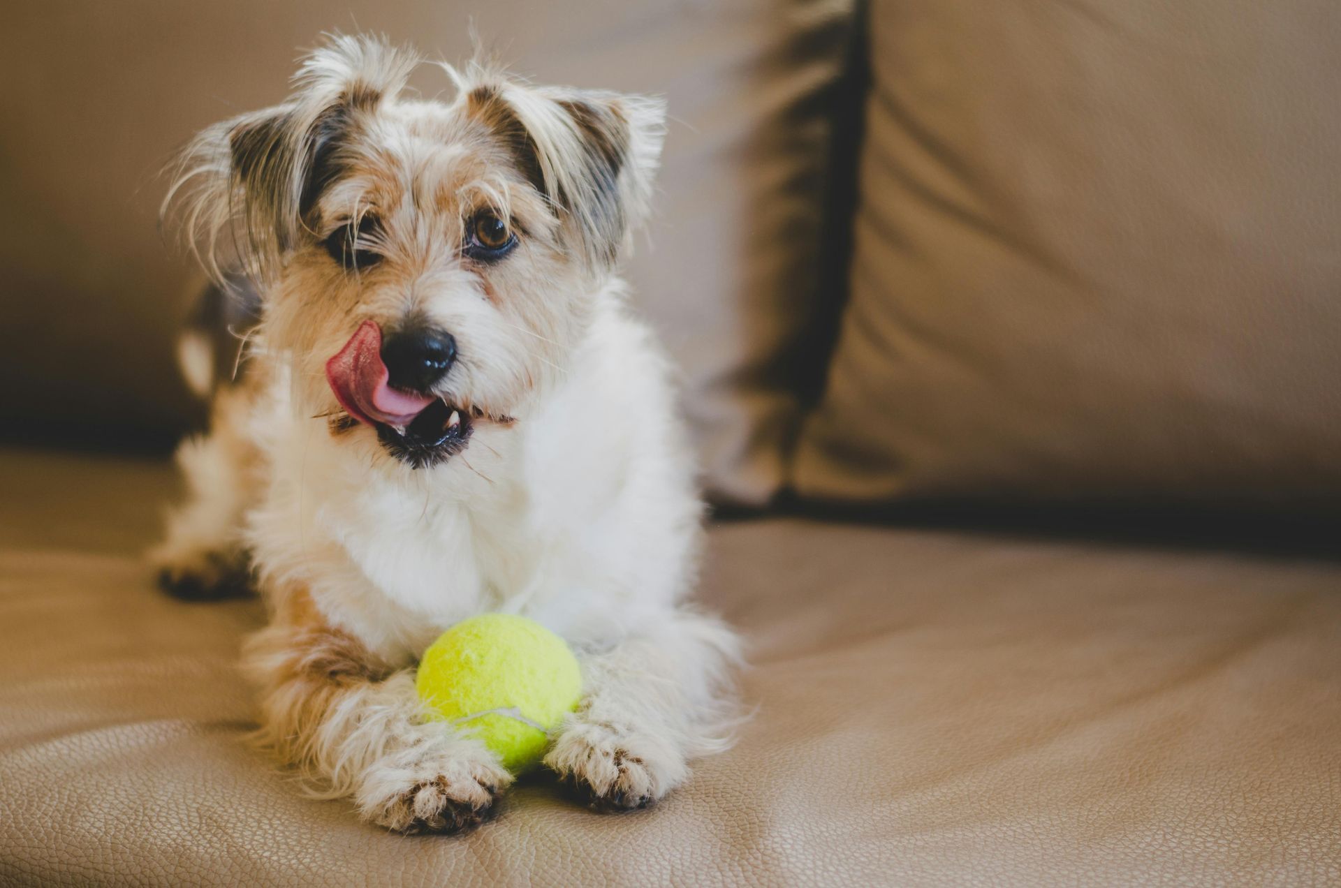 A small dog is laying on a couch with a tennis ball in its paws.