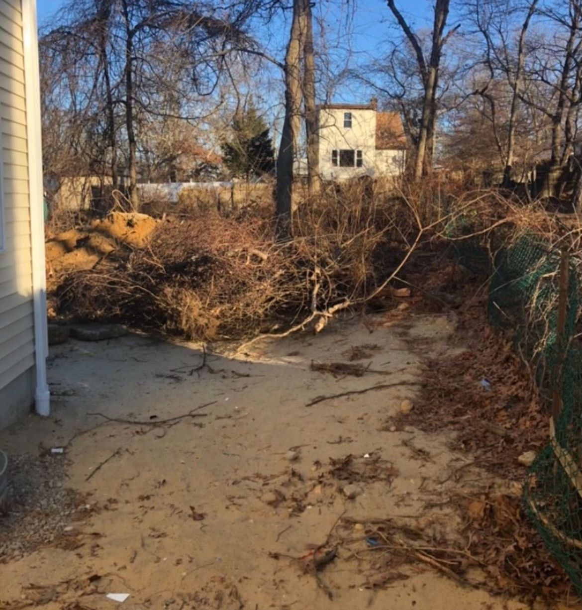Backyard of residence before clearing, completely overgrown