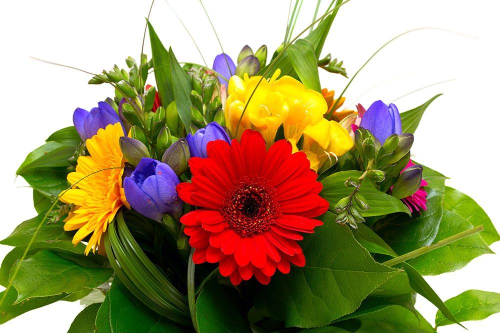FLORISSIMA FLORERIA