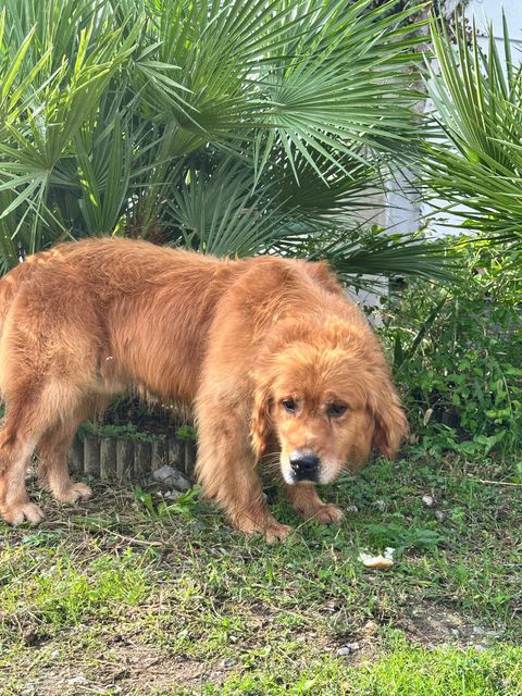 Golden Retriever in piedi davanti al fogliame verde.