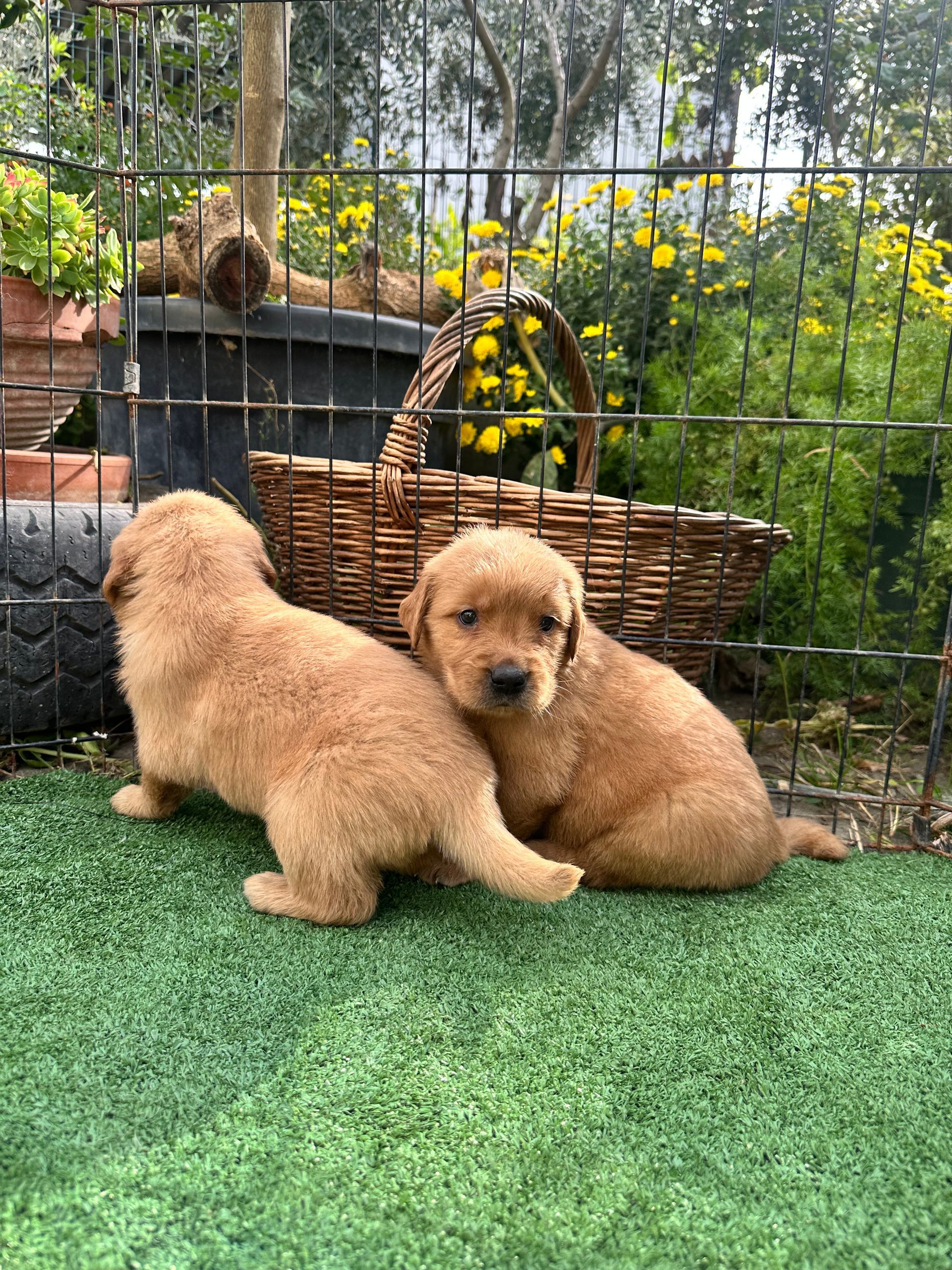 Due cuccioli di golden retriever sono seduti su un prato verde, uno guarda avanti, l'altro guarda l'osservatore vicino a un cestino e alle piante.