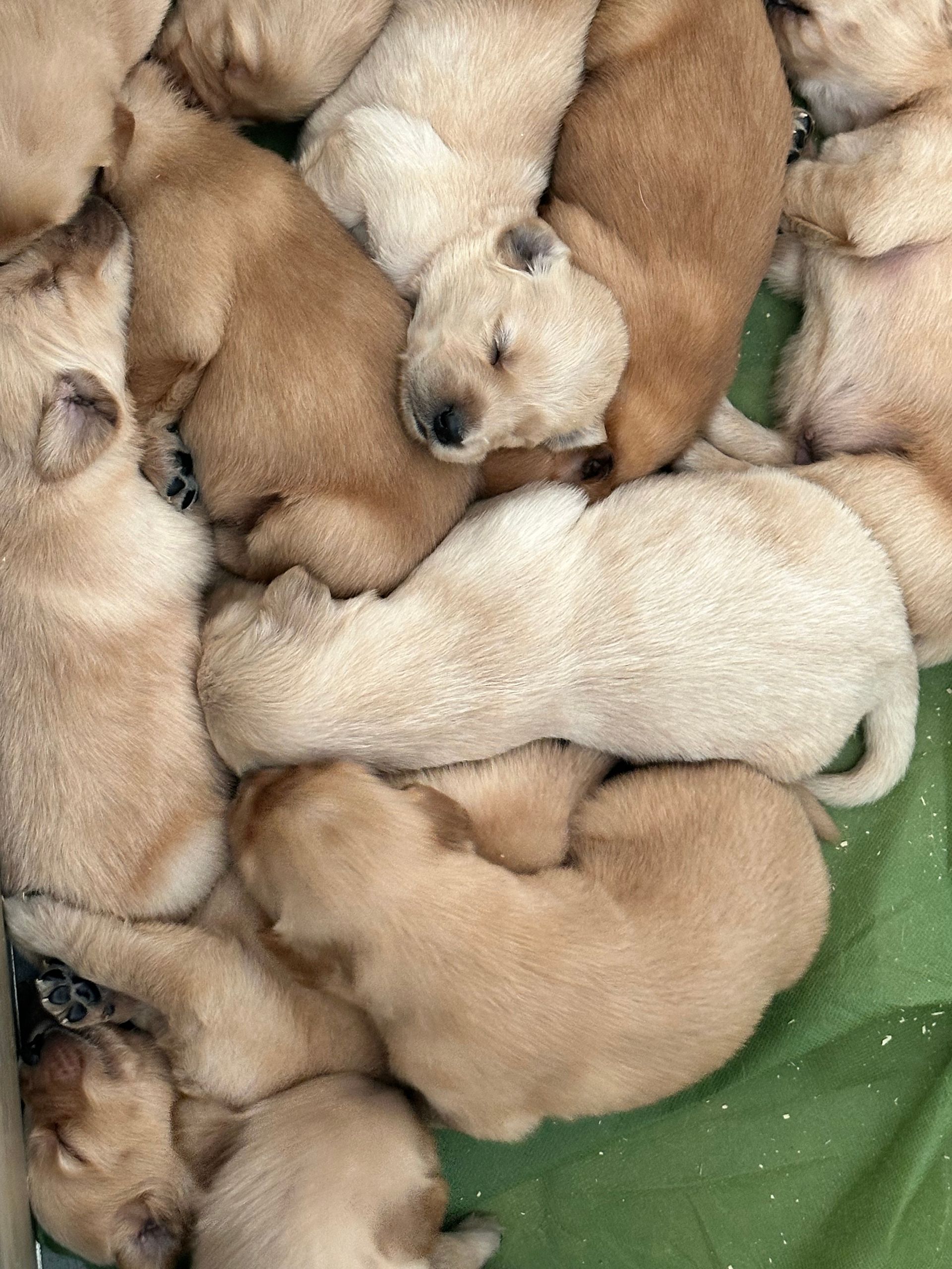 Un mucchio di cuccioli marrone chiaro rannicchiati insieme su una superficie verde.