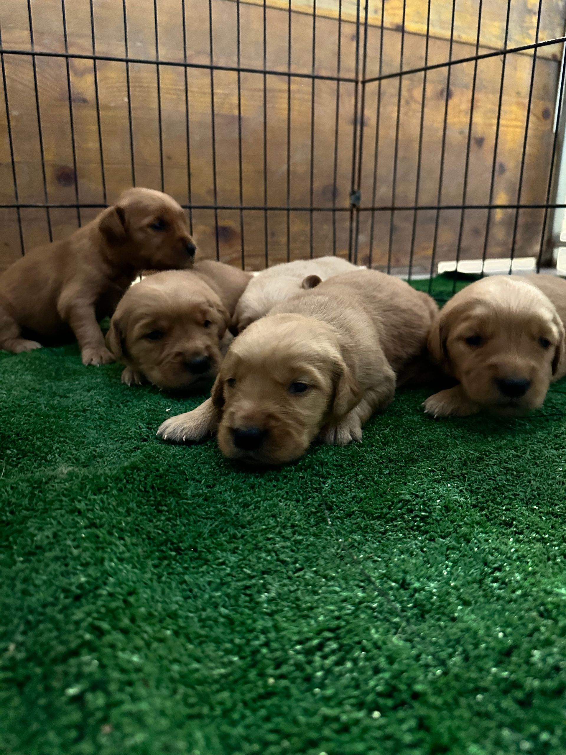 Cinque cuccioli marrone chiaro riposano sul prato verde in un recinto.