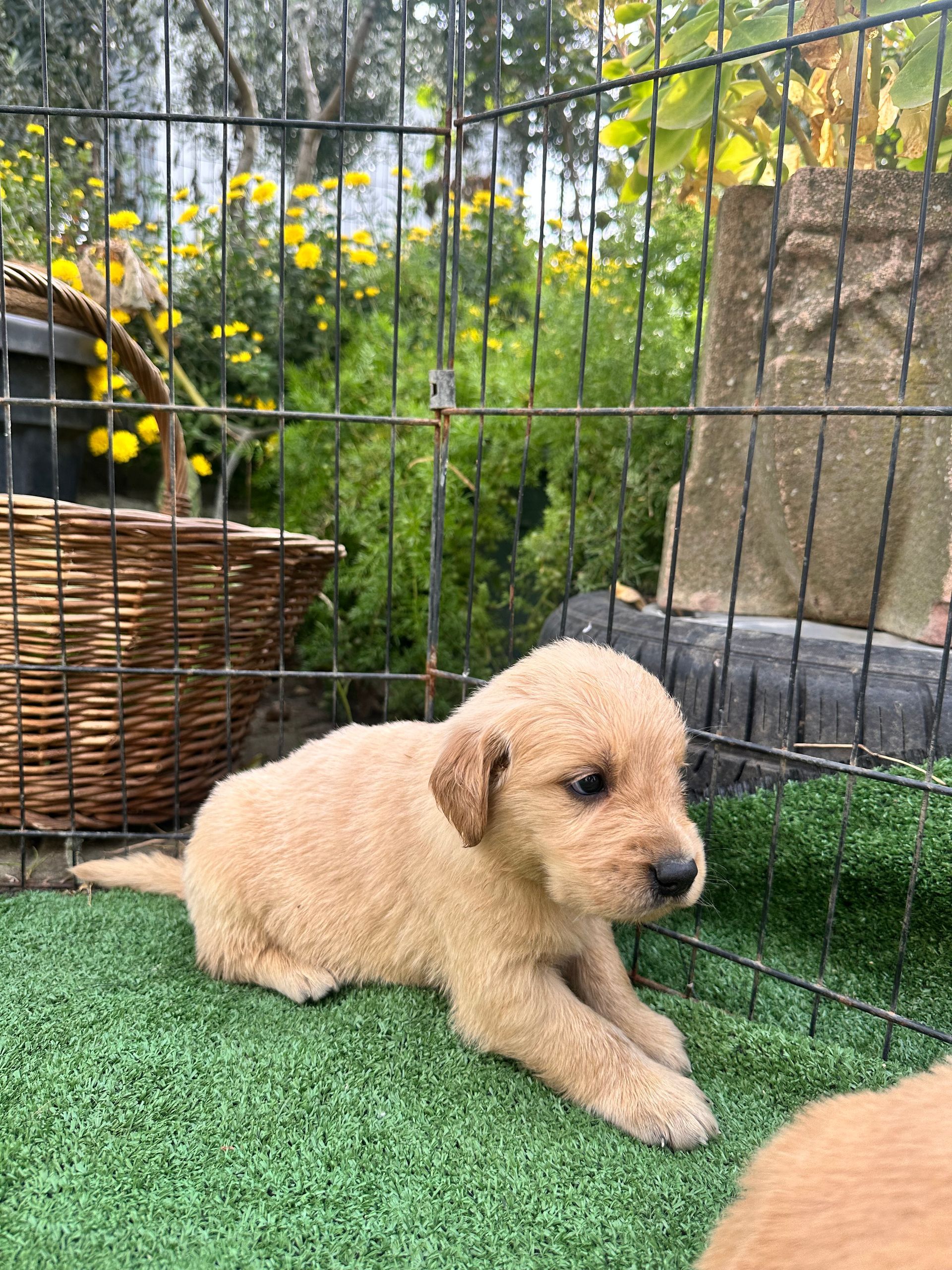 Cucciolo di golden sdraiato sul prato verde vicino a una recinzione di filo spinato e a un cesto di vimini, con lo sguardo rivolto verso il lato.