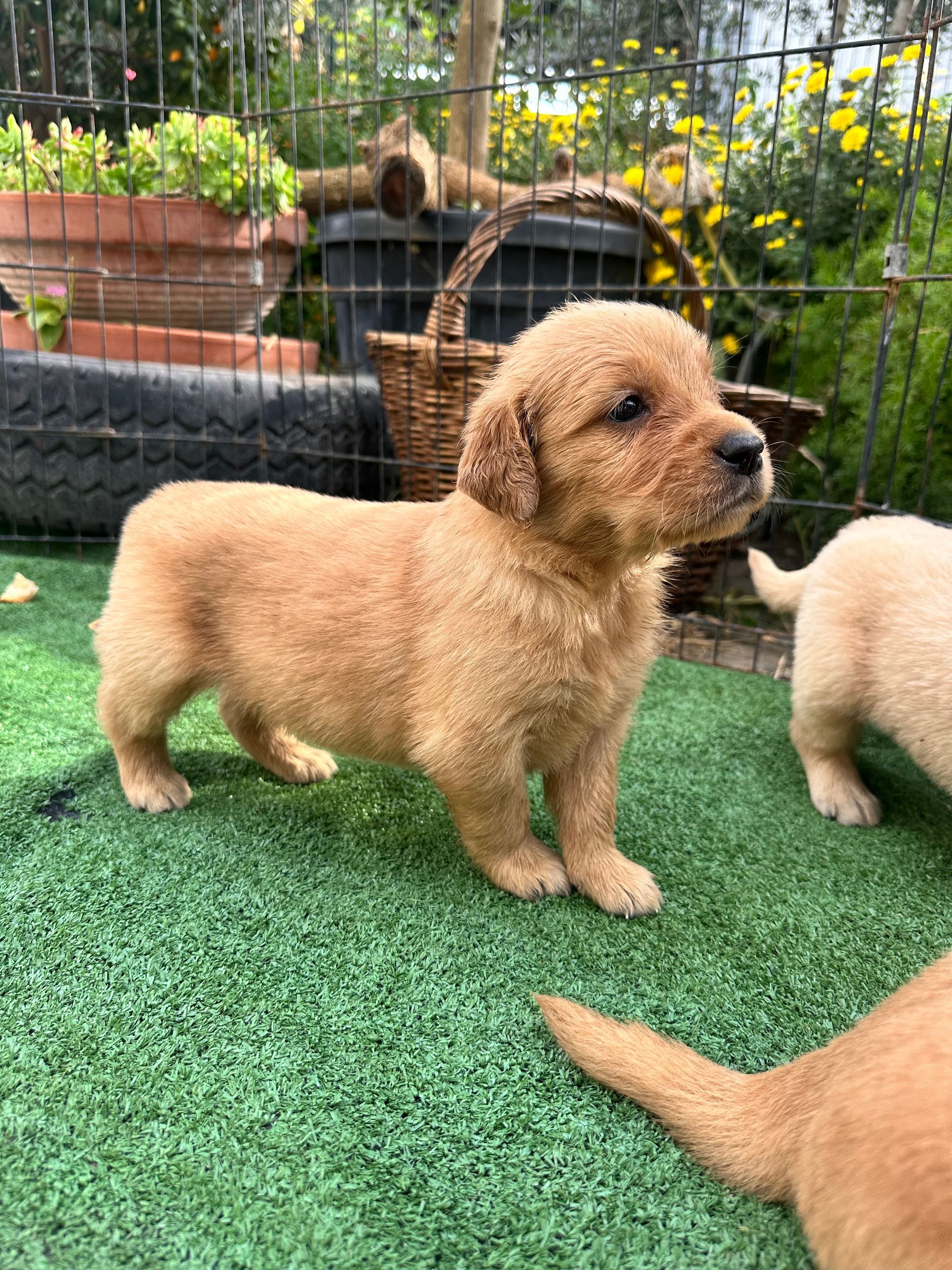 Un cucciolo di Golden Retriever è in piedi su un prato verde all'aperto.