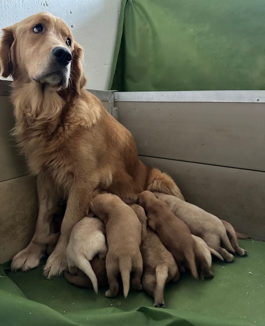 Una cagnolina Golden Retriever che allatta la sua cucciolata.