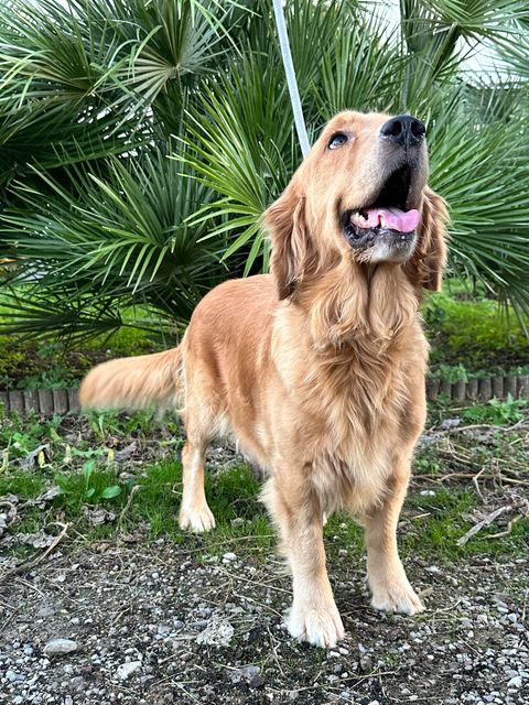 Cane Golden Retriever con la bocca aperta che guarda verso l'alto, in piedi davanti a piante verdi.