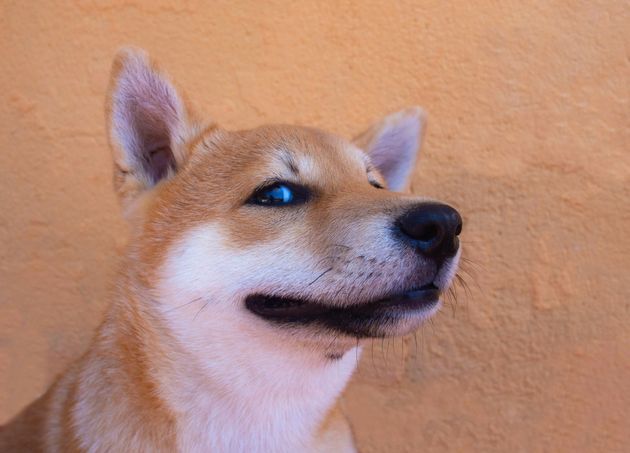 Cane Shiba Inu color marrone chiaro con occhi azzurri che guarda di lato contro un muro arancione.