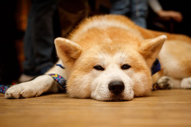 Cane Akita appoggiato su un pavimento di legno, con un collare blu e un'espressione stanca.