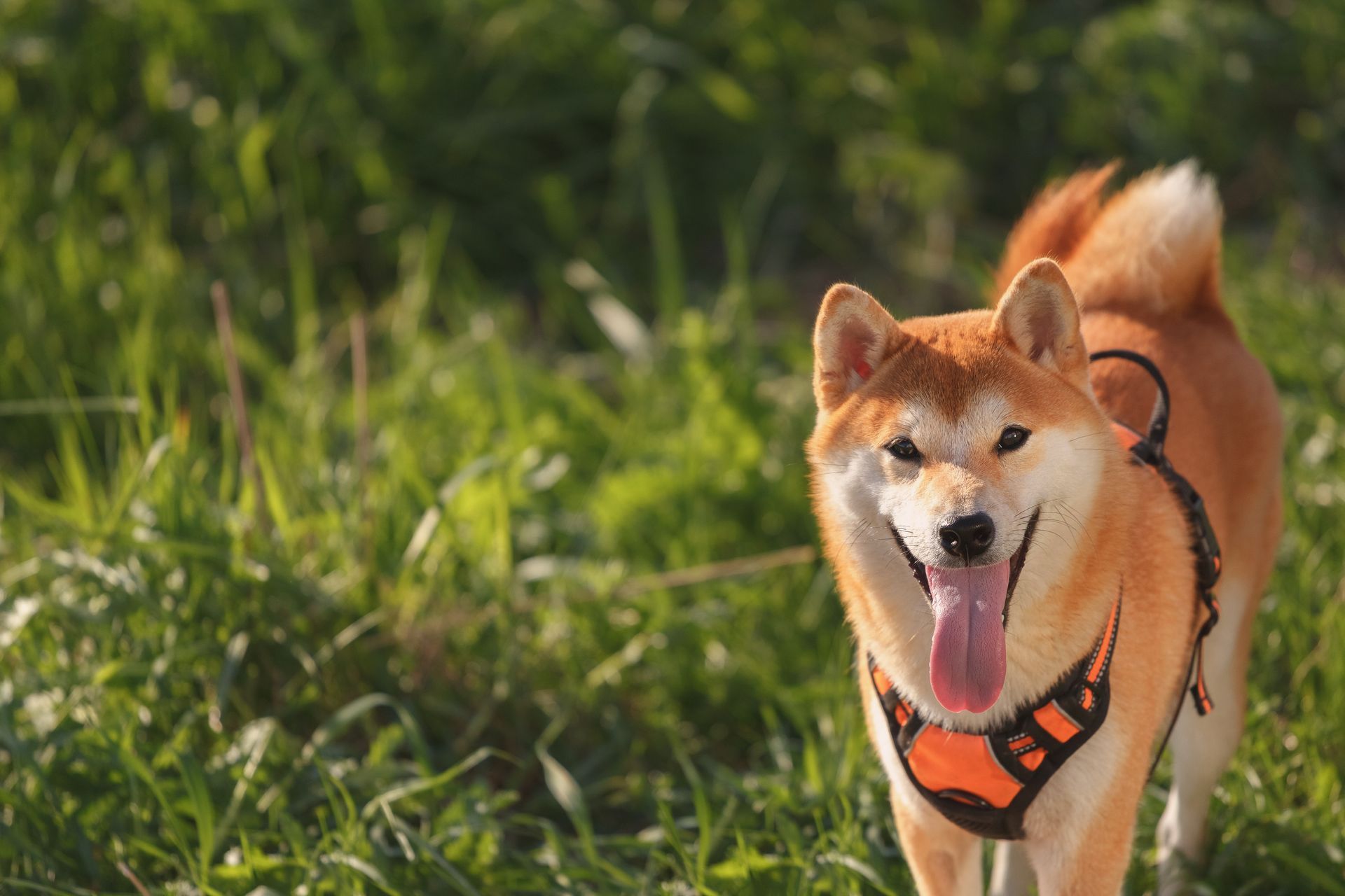 Un sorridente cane Shiba Inu con la pelliccia arancione e una pettorina nera e arancione è in piedi sull'erba verde.