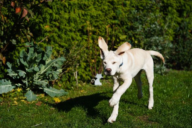 Cane Labrador giallo che corre sull'erba verde con le orecchie al vento.