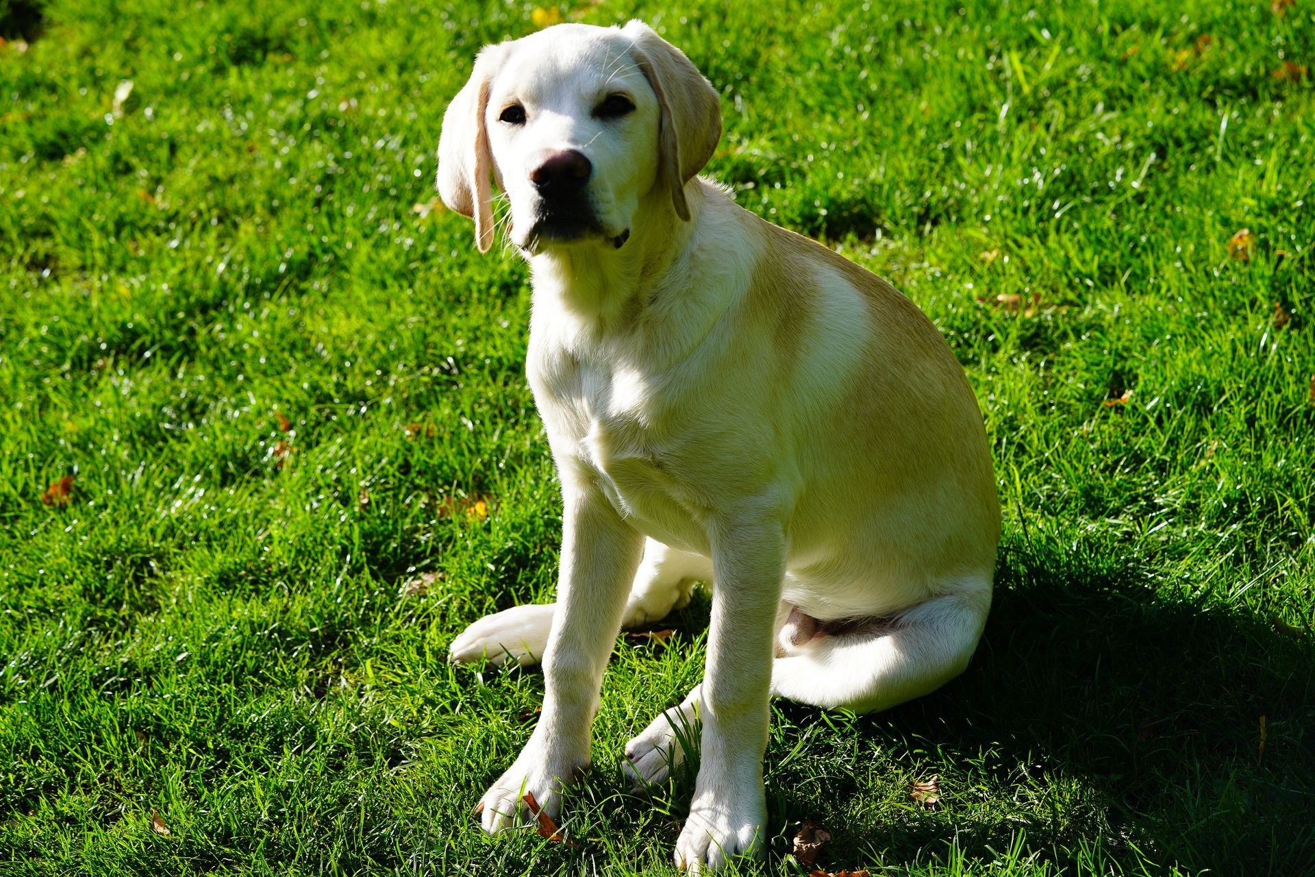 Cane Labrador giallo seduto sull'erba verde.
