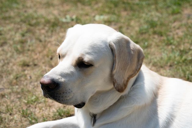 Cane Labrador Retriever giallo che riposa sull'erba.