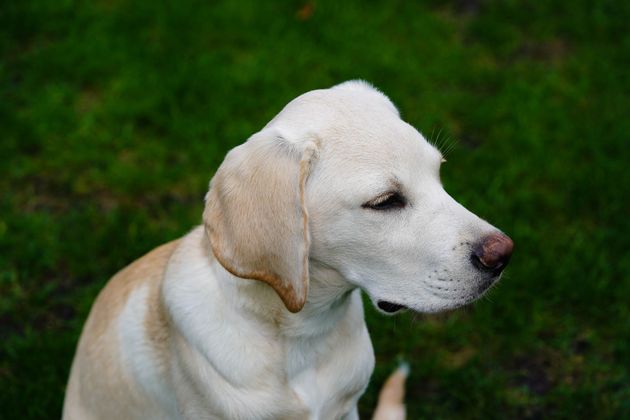 Cane Labrador giallo con gli occhi chiusi, seduto sull'erba verde.