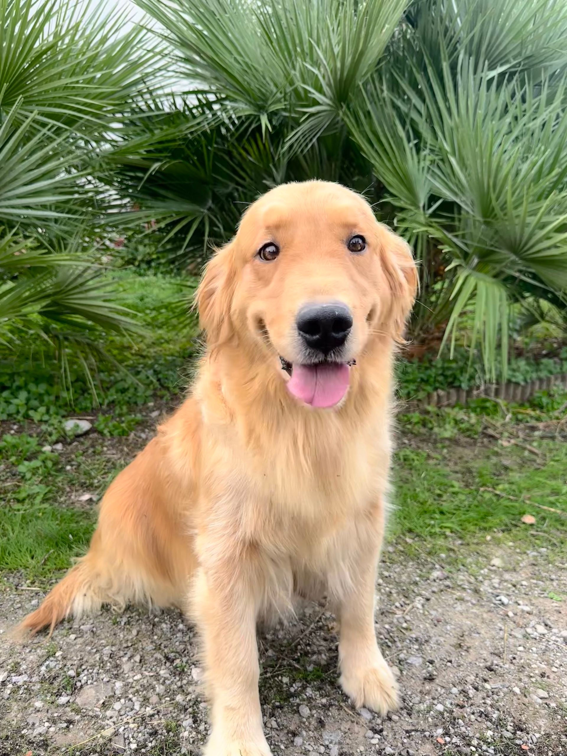 Un cane Golden Retriever è seduto, sorridente, con la lingua fuori, su uno sfondo di fogliame verde.