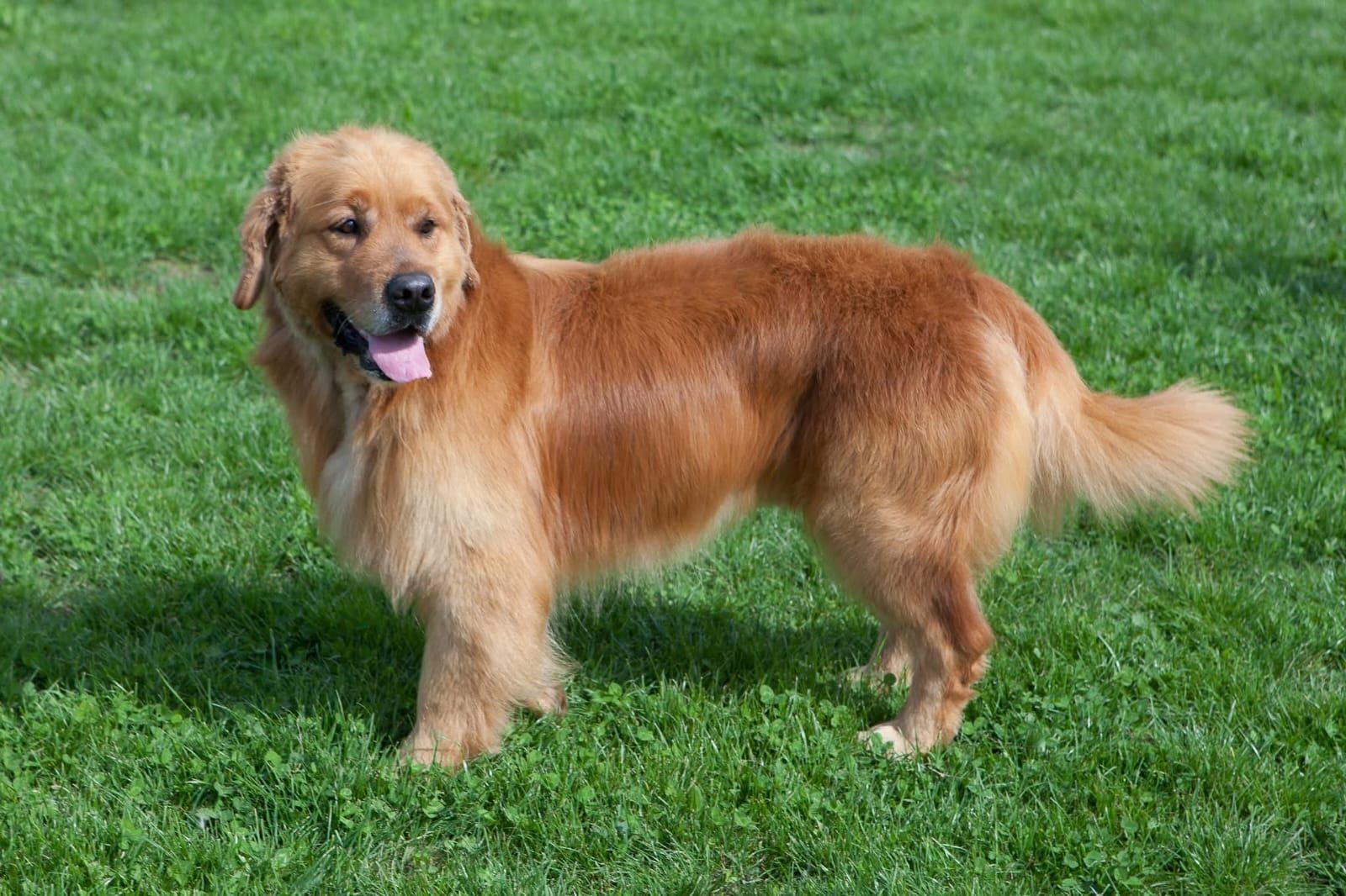 Golden retriever in piedi sull'erba verde, con la lingua fuori.
