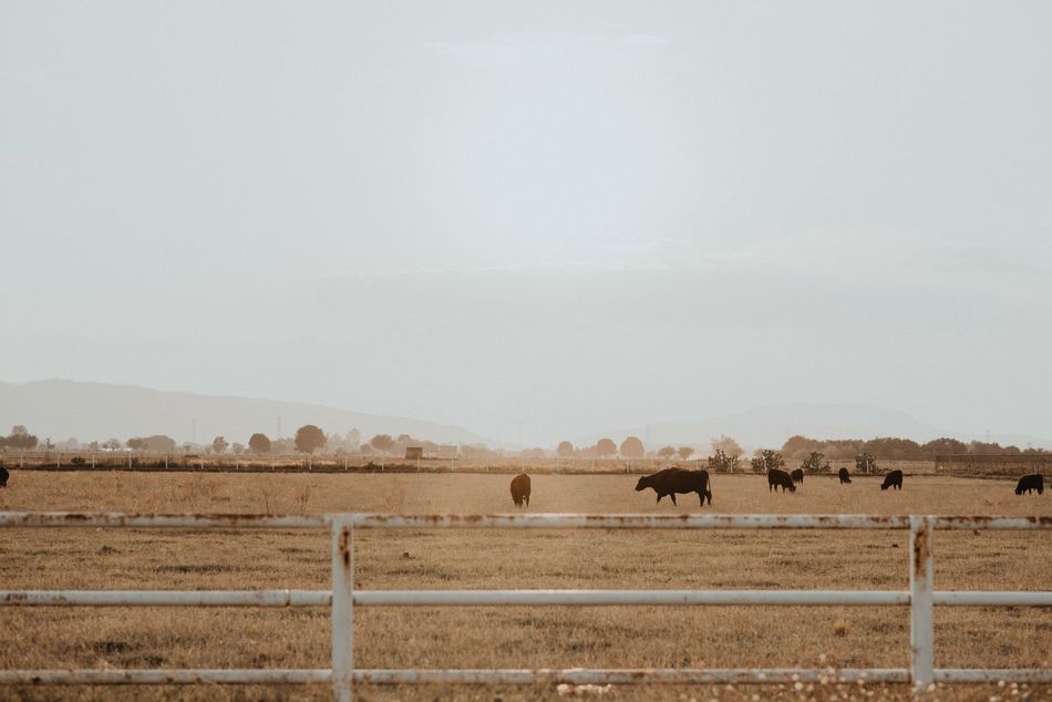 Herd of cattle grazing in a dry field behind a white fence under a hazy sky.