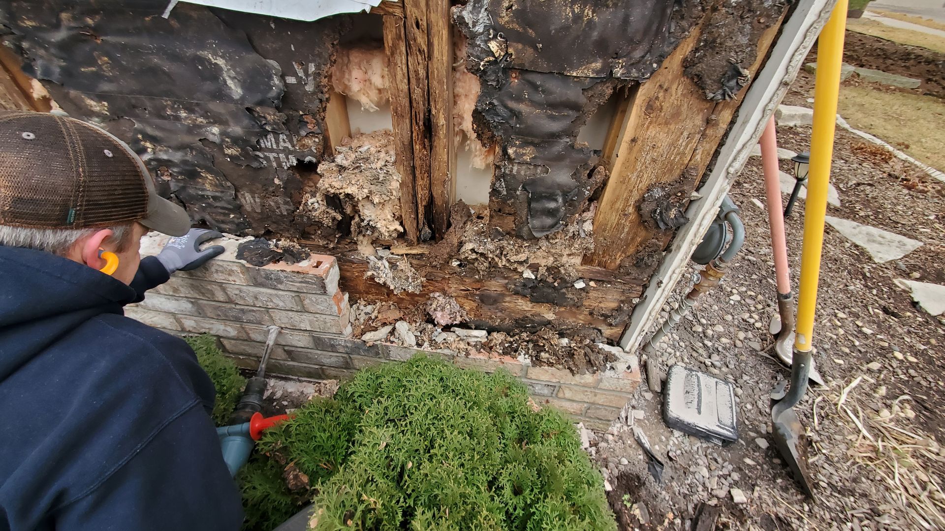 Worker inspects severe wood rot and damage on a wall behind a small shrub.