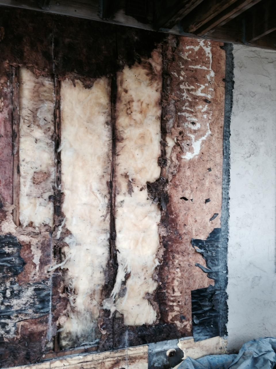 Water-damaged wall with exposed insulation, dark mold stains, and peeling plaster beside a white wall panel