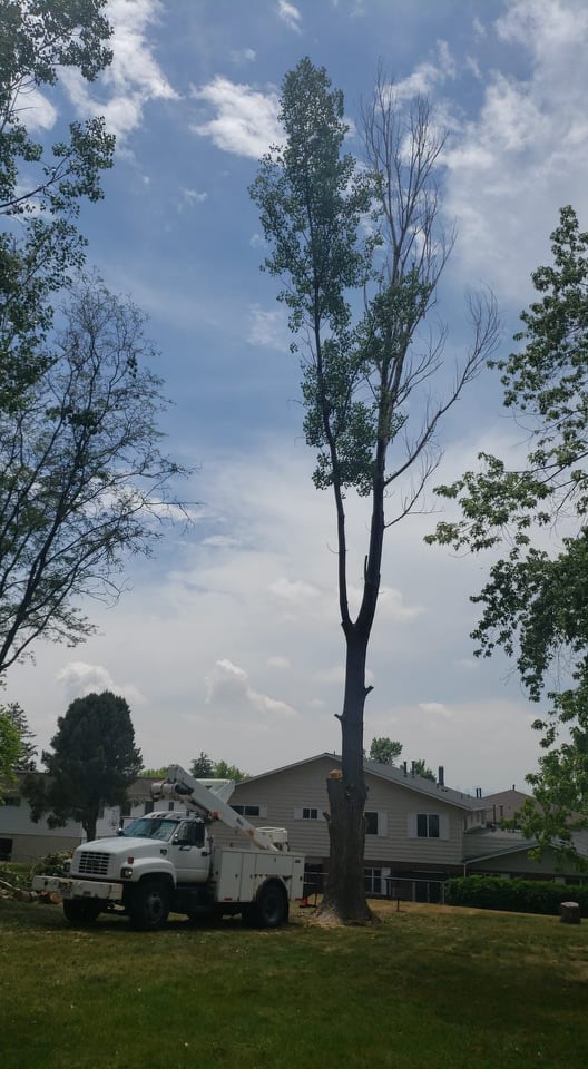 Denver Tree Service Tree Trimming, Tree Removal Services Denver & Tree