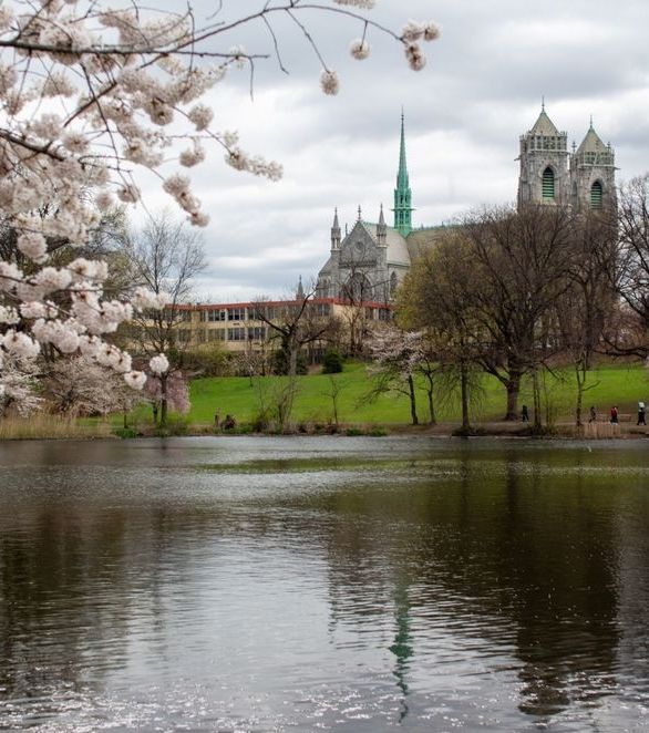 Cherry blossoms frame a lake reflecting a cathedral with a green spire and twin towers; a grassy bank leads to the building.