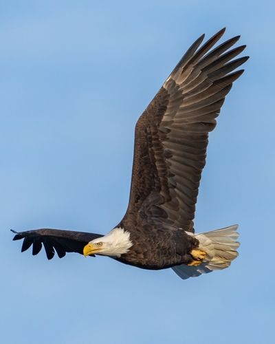 Bald eagle in flight against a blue sky, with outstretched wings. Its white head and yellow beak are visible.