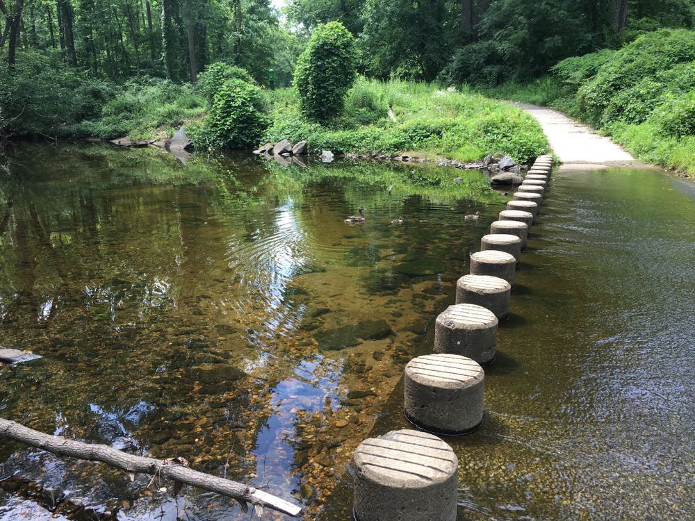Stepping stones across a shallow stream in a lush green forest park