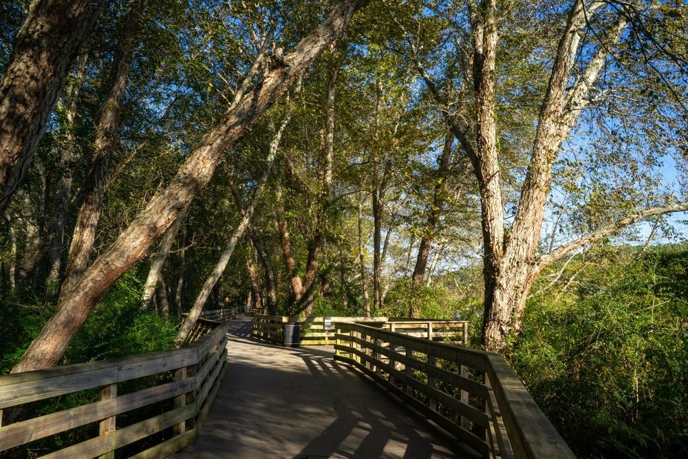 Wooden walkway through a sunlit forest, lined with railings and tall trees.