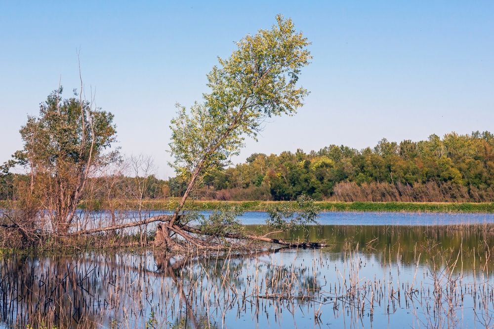 Calm wetland with trees, reeds, and still blue water under a clear sky