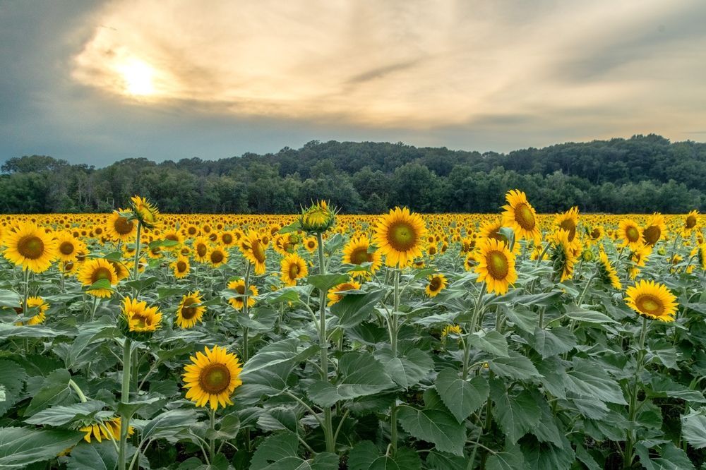 Sunflower field under a cloudy sunset sky with a tree-lined horizon