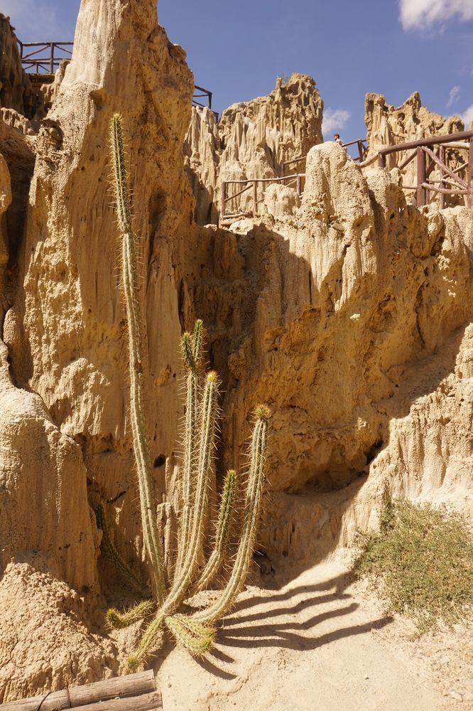 Tall cactus in a sandy desert canyon with eroded rock formations and blue sky