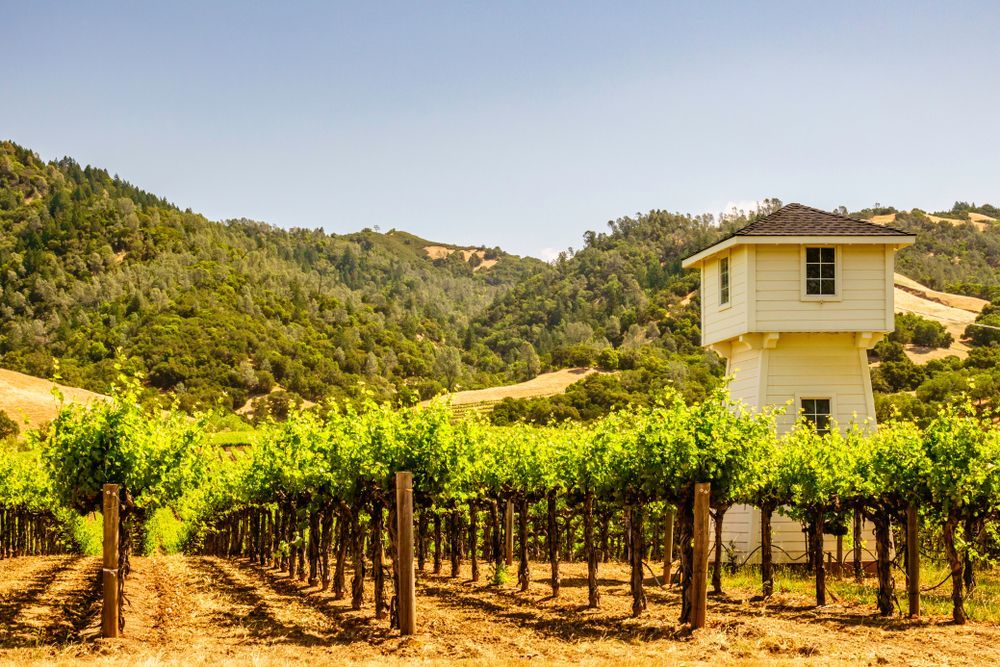 Vineyard rows beside a yellow farmhouse on a sunny hillside with green trees in the background