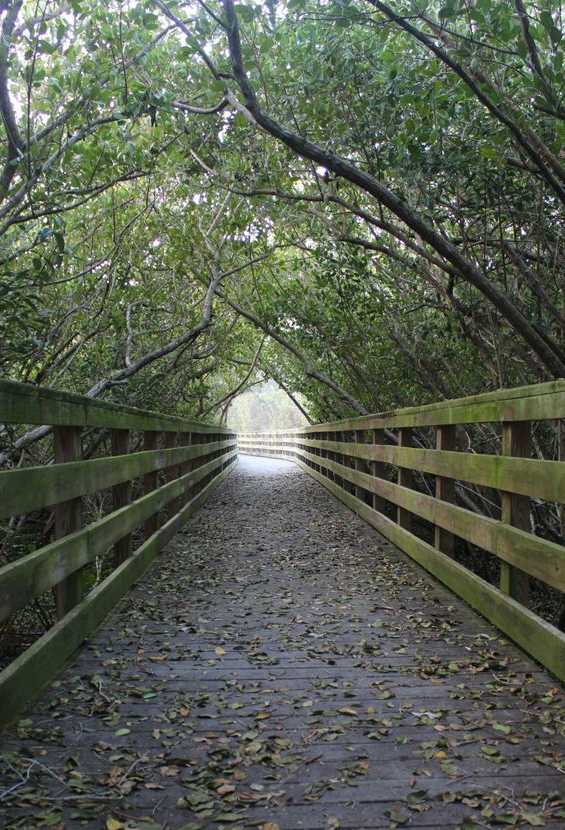 Wooden boardwalk path through lush green trees. Light at end of tunnel.