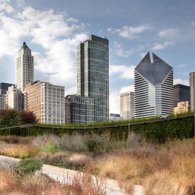 Skyline of Chicago buildings with green rooftop garden and dry grasses in foreground.